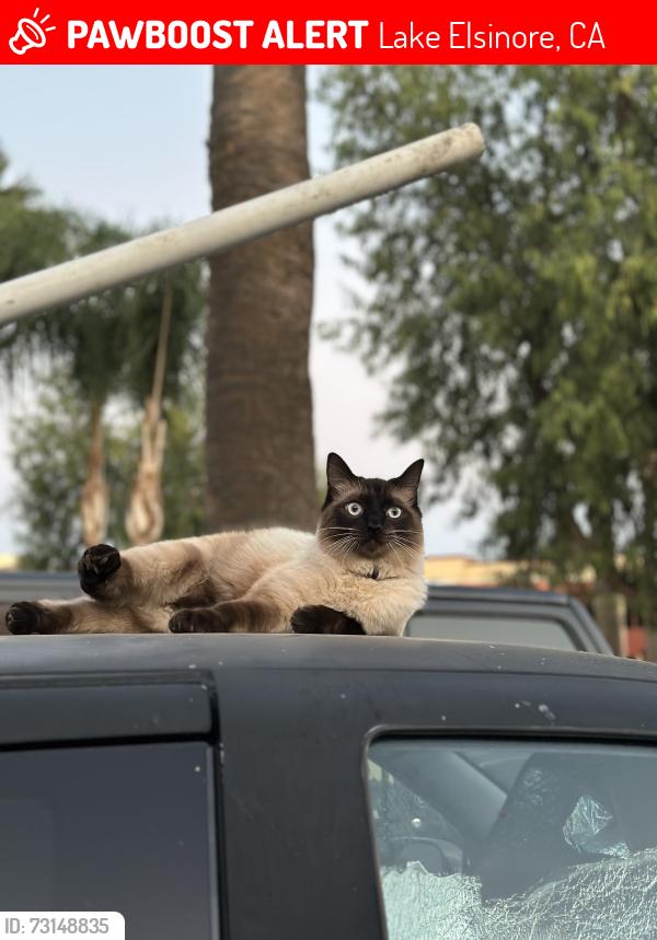Lost Male Cat last seen Graham and Lindsay, Lake Elsinore, CA 92530
