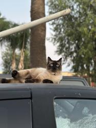 Lost Male Cat last seen Graham and Lindsay, Lake Elsinore, CA 92530