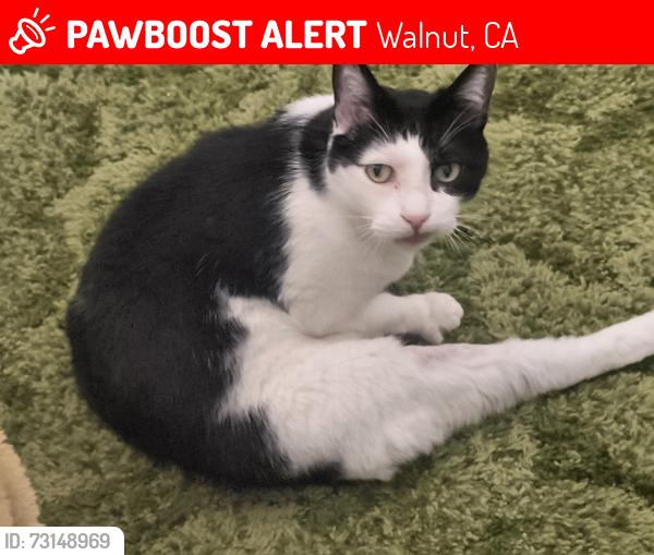 Lost Male Cat last seen Ballin, Walnut, CA 91789