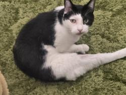 Lost Male Cat last seen Ballin, Walnut, CA 91789
