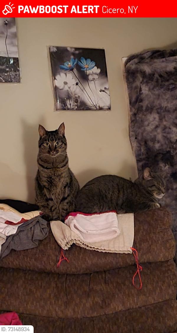 Lost Male Cat last seen Lakeshore rd, Cicero, NY 13039