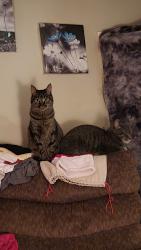 Lost Male Cat last seen Lakeshore rd, Cicero, NY 13039
