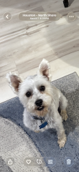 Lost Male Dog last seen Fresa, Pasadena, TX 77502