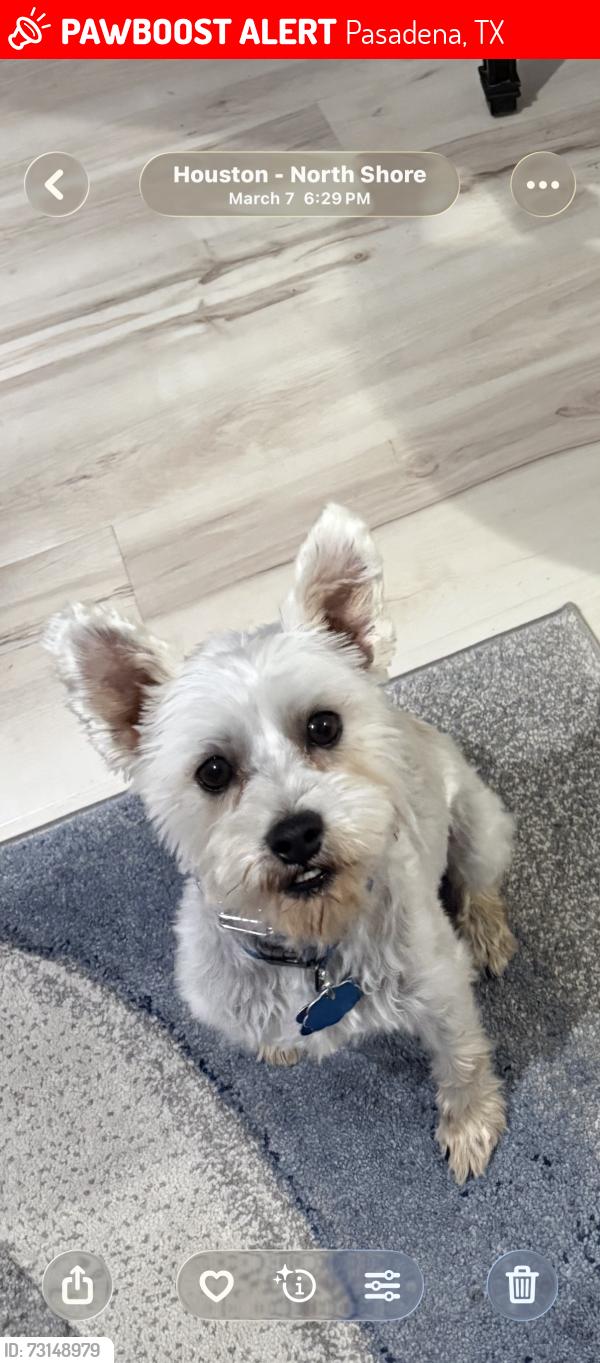 Lost Male Dog last seen Fresa, Pasadena, TX 77502