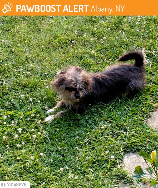 Found/Stray Male Dog last seen Kenosha/Leighton St Albany NY, Albany, NY 12209