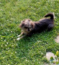 Found/Stray Male Dog last seen Kenosha/Leighton St Albany NY, Albany, NY 12209
