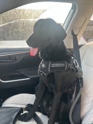 Reunited Female Dog last seen Staples, Phoenix, AZ 85012