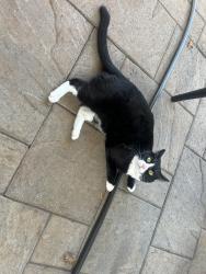 Lost Male Cat last seen Beachwood ct and Waln Creek, Salem, OR 97306