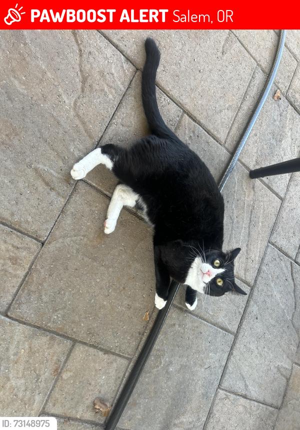 Lost Male Cat last seen Beachwood ct and Waln Creek, Salem, OR 97306