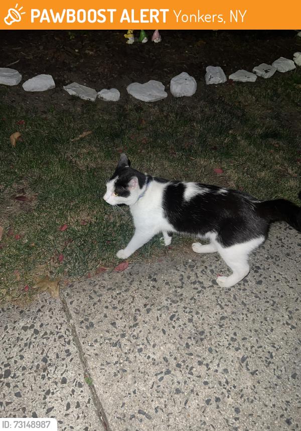 Found/Stray Unknown Cat last seen Hyatt avenue, Yonkers, NY 10704