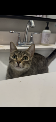 Reunited Female Cat last seen Panhandle and crow street, Denton, TX 76201