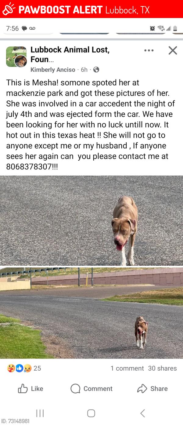 Lost Female Dog last seen Mackenzie park lubbock texas, Lubbock, TX 79401
