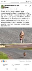 Lost Female Dog last seen Mackenzie park lubbock texas, Lubbock, TX 79401
