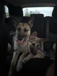 Found/Stray Female Dog last seen Southeastern and Sherman, Beech Grove, IN 46107