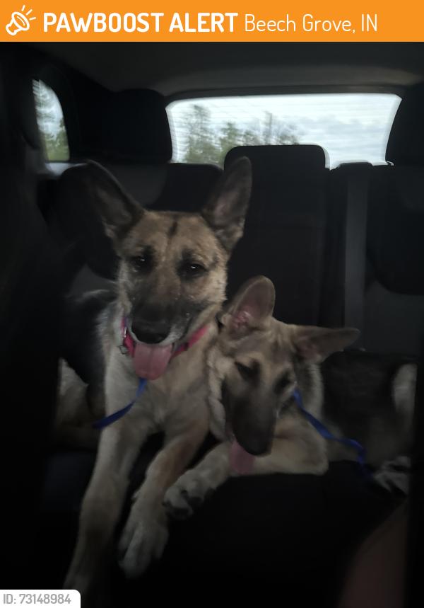 Found/Stray Female Dog last seen Southeastern and Sherman, Beech Grove, IN 46107