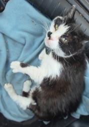 Reunited Female Cat last seen Leland Way & McCadden, Los Angeles, CA 90028