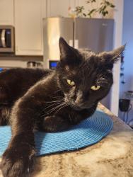 Reunited Male Cat last seen Hogneck road and Ft smallwood, Pasadena, MD 21122