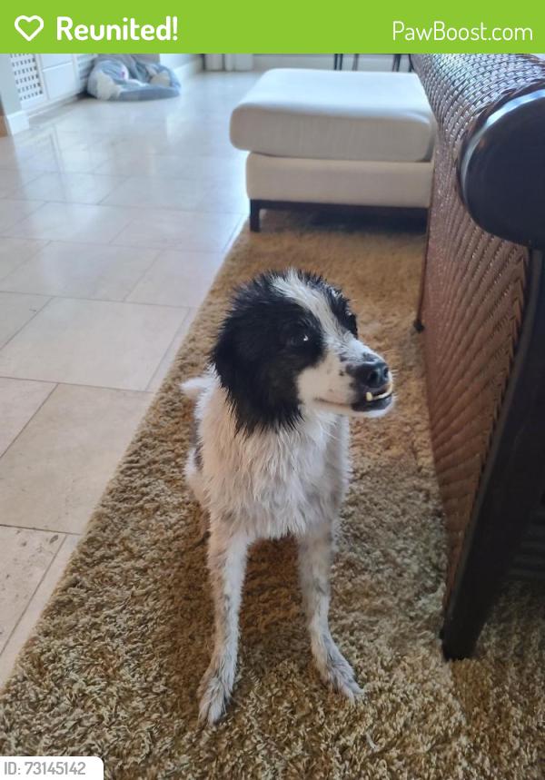 Reunited Female Dog last seen Beverly glen, Los Angeles, CA 90077