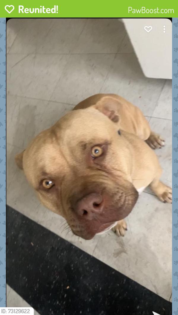 Reunited Male Dog last seen In n out, Visalia, CA 93277