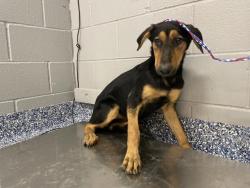 Shelter Stray Female Dog last seen Near BLOCK HARRISON ST, THERMAL, CA, 72050 Pet Land Pl, Thousand Palms, CA 92276, USA