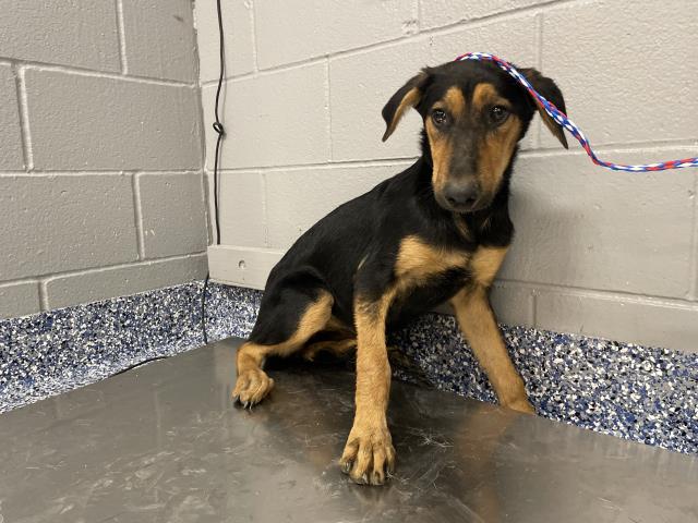 Shelter Stray Female Dog last seen Near BLOCK HARRISON ST, THERMAL, CA, 72050 Pet Land Pl, Thousand Palms, CA 92276, USA