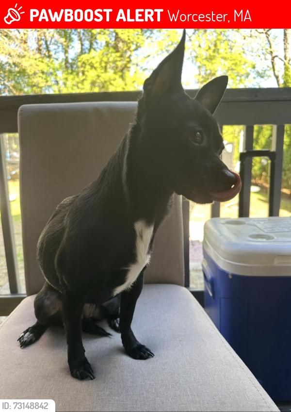 Lost Female Dog last seen Rich St. & Tiverton Parkway, Worcester, MA 01602