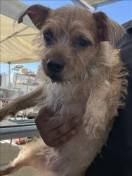 Shelter Stray Male Dog last seen Near BLOCK ROBERTS LN, BAKERSFIELD CA 93308, 3951 Fruitvale Ave, Bakersfield, CA 93308, USA
