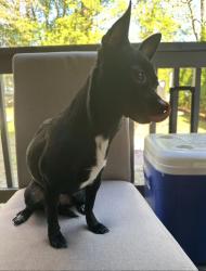 Lost Female Dog last seen Rich St. & Tiverton Parkway, Worcester, MA 01602