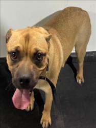 Shelter Stray Male Dog last seen Near BLOCK JUSTIN WAY, BAKERSFIELD CA 93308, 3951 Fruitvale Ave, Bakersfield, CA 93308, USA