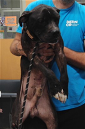 Shelter Stray Male Dog last seen AMALIA & FOOTHILL, 3001 2nd St SW, Albuquerque, NM 87105, USA
