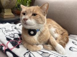 Reunited Male Cat last seen Magnolia and Lima st near bank of america, Burbank, CA 91505