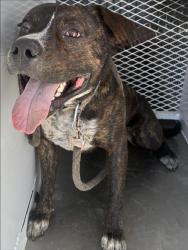 Shelter Stray Male Dog last seen Near N CHESTER AVE, BAKERSFIELD CA 93308, 3951 Fruitvale Ave, Bakersfield, CA 93308, USA