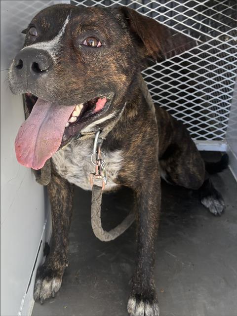 Shelter Stray Male Dog last seen Near N CHESTER AVE, BAKERSFIELD CA 93308, 3951 Fruitvale Ave, Bakersfield, CA 93308, USA