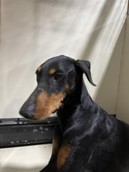 Shelter Stray Male Dog last seen Near BLOCK GENERAL BEALE RD, ARVIN CA 93203, 3951 Fruitvale Ave, Bakersfield, CA 93308, USA