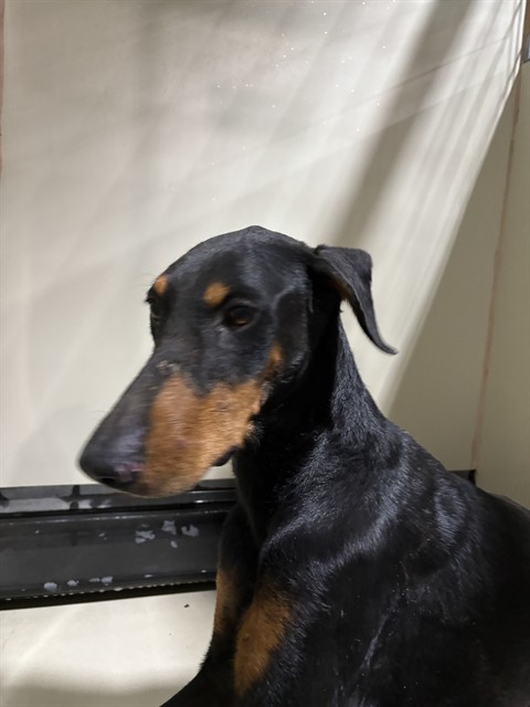 Shelter Stray Male Dog last seen Near BLOCK GENERAL BEALE RD, ARVIN CA 93203, 3951 Fruitvale Ave, Bakersfield, CA 93308, USA