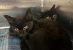 Shelter Stray Male Cat last seen , West Valley Animal Shelter, 20655 Plummer St, Chatsworth, CA 91311, USA