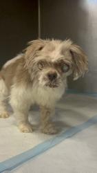 Shelter Stray Female Dog last seen , West Valley Animal Shelter, 20655 Plummer St, Chatsworth, CA 91311, USA