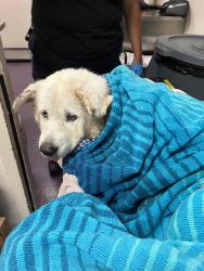 Shelter Stray Female Dog last seen Near BLK LIME AVE, LONG BEACH, CA 90806, 7700 E Spring St, Long Beach, CA 90815, USA