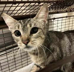 Shelter Stray Female Cat last seen Near BLOCK BLCK CARSON AVE, LONG BEACH, CA 90808, 7700 E Spring St, Long Beach, CA 90815, USA