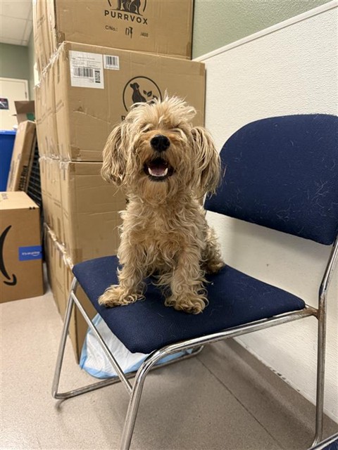 Shelter Stray Male Dog last seen Near BLK E 64TH ST, LONG BEACH, CA 90805, 7700 E Spring St, Long Beach, CA 90815, USA