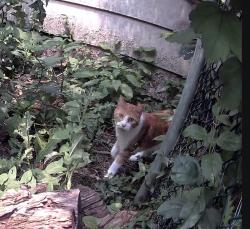 Found/Stray Unknown Cat last seen Farwell and Greco, Des Plaines, IL 60018