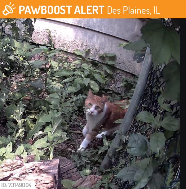 Found/Stray Unknown Cat last seen Farwell and Greco, Des Plaines, IL 60018