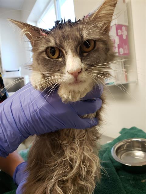 Shelter Stray Female Cat last seen SOUTH AVE & KERN ST, 2127 Front St, Sacramento, CA 95818, USA