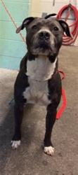 Shelter Stray Male Dog last seen 32ND ST & 16TH AVE, 2127 Front St, Sacramento, CA 95818, USA