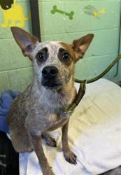 Shelter Stray Female Dog last seen POCKET RD & WINDBRIDGE DR, 2127 Front St, Sacramento, CA 95818, USA