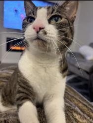 Reunited Male Cat last seen 183rd street and cedar, Lakeville, MN 55044