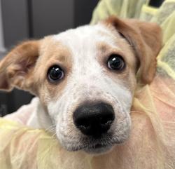 Shelter Stray Female Dog last seen , 4000 N Silverbell Rd, Tucson, AZ 85745, USA