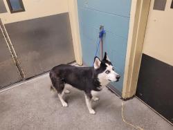Shelter Stray Female Dog last seen Near BLOCK 140TH AVE NE, BELLEVUE WA 98005, 21615 64th Ave S, Kent, WA 98032, USA