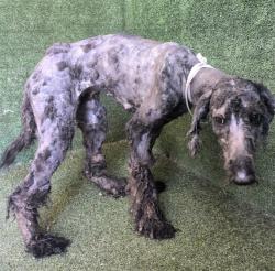 Shelter Stray Female Dog last seen , 5210 W Ave I, Lancaster, CA 93536, USA