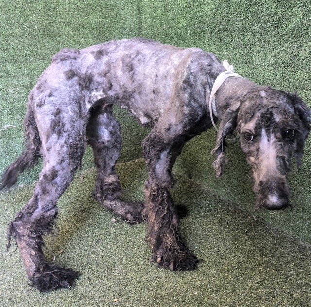 Shelter Stray Female Dog last seen , 5210 W Ave I, Lancaster, CA 93536, USA